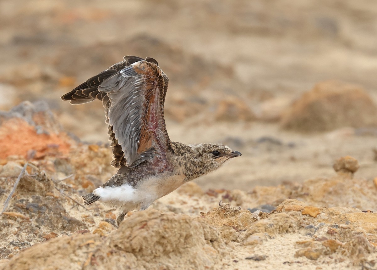 Oriental Pratincole - ML620811424