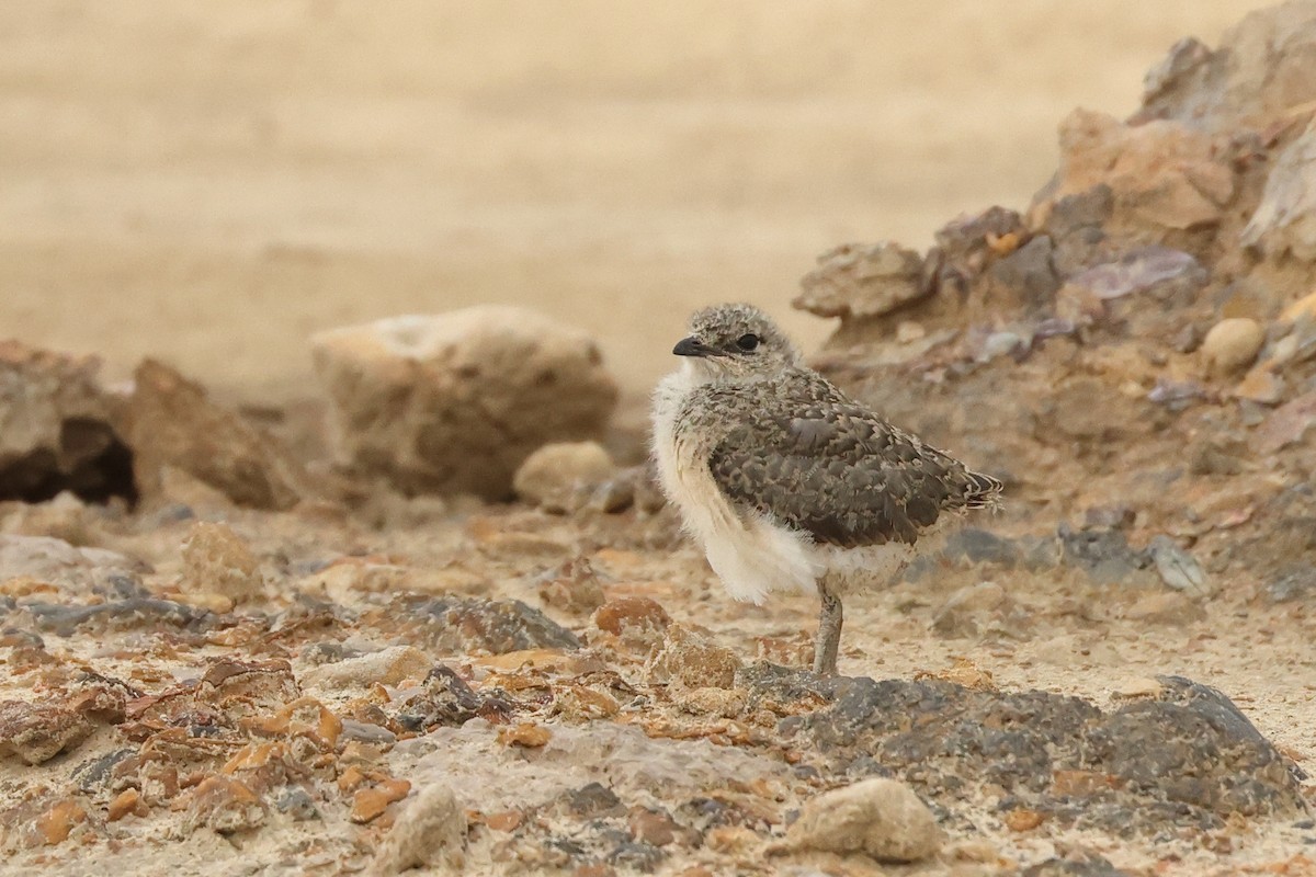 Oriental Pratincole - ML620811427