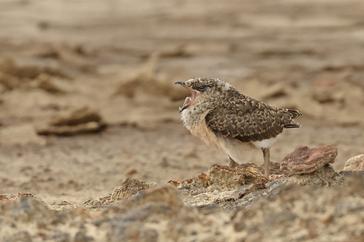 Oriental Pratincole - ML620811429