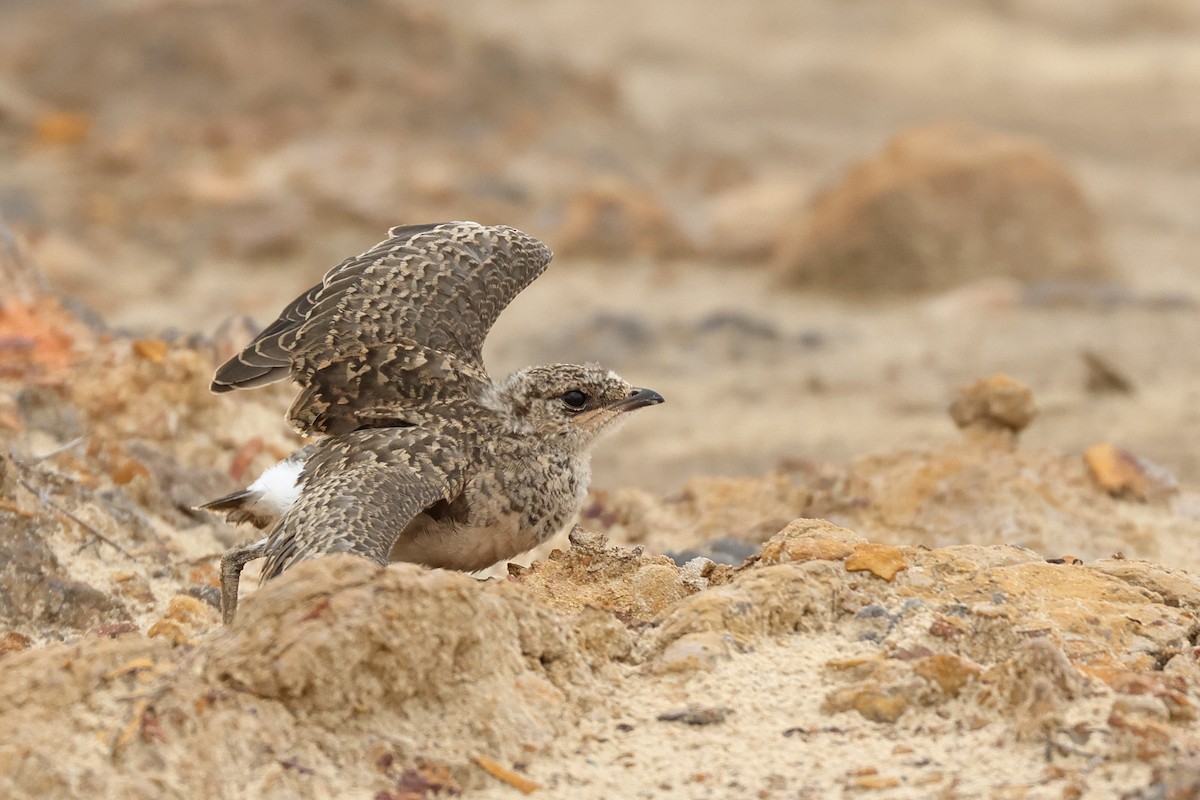 Oriental Pratincole - Dave Bakewell