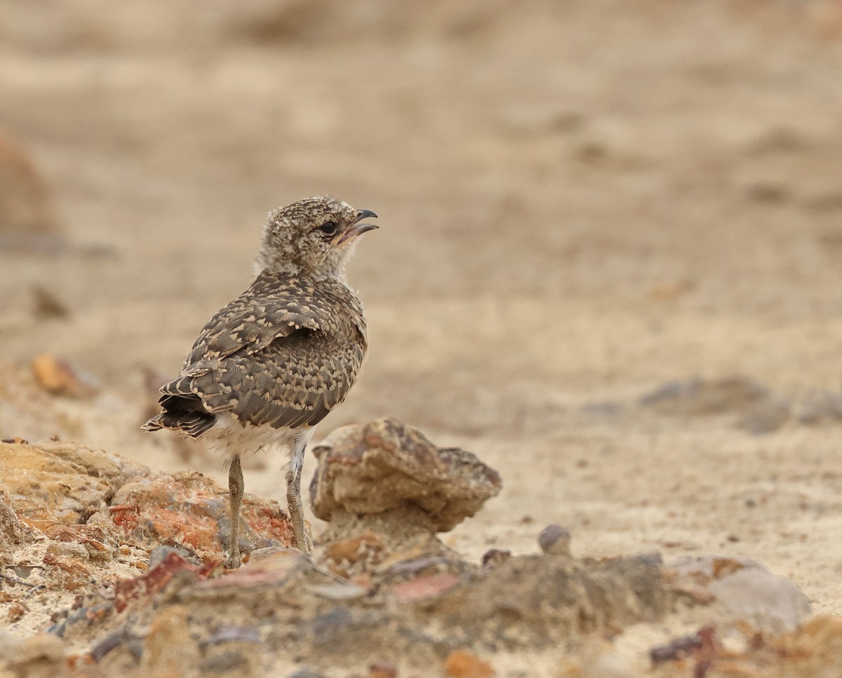 Oriental Pratincole - ML620811432