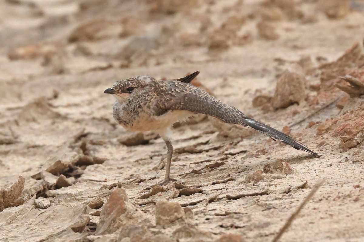 Oriental Pratincole - Dave Bakewell