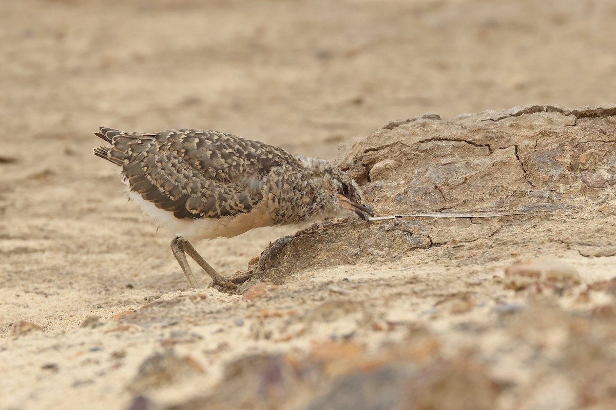 Oriental Pratincole - ML620811434