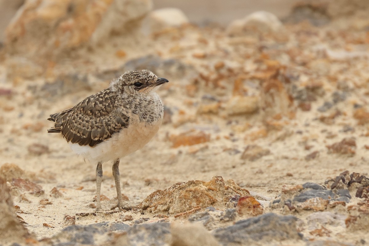 Oriental Pratincole - ML620811438