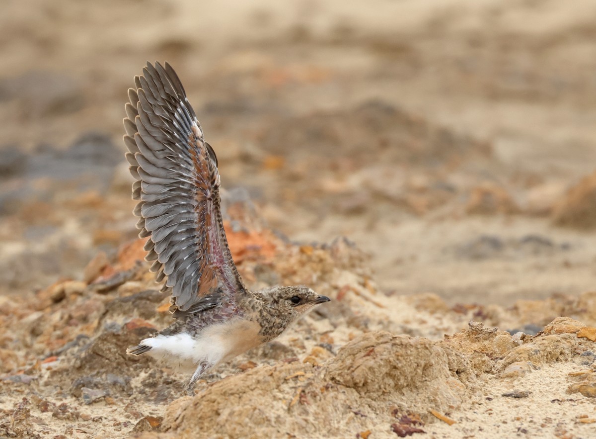 Oriental Pratincole - ML620811439