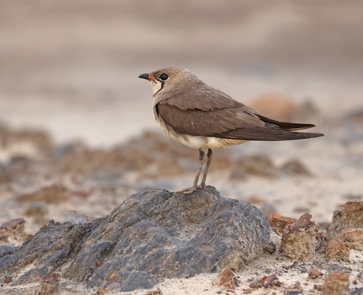 Oriental Pratincole - ML620811442