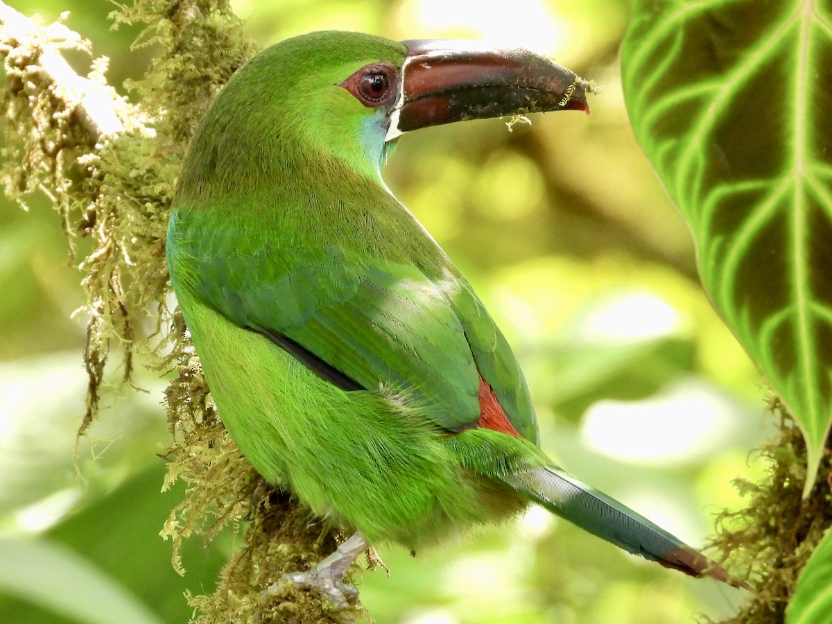 Crimson-rumped Toucanet - ML620811445