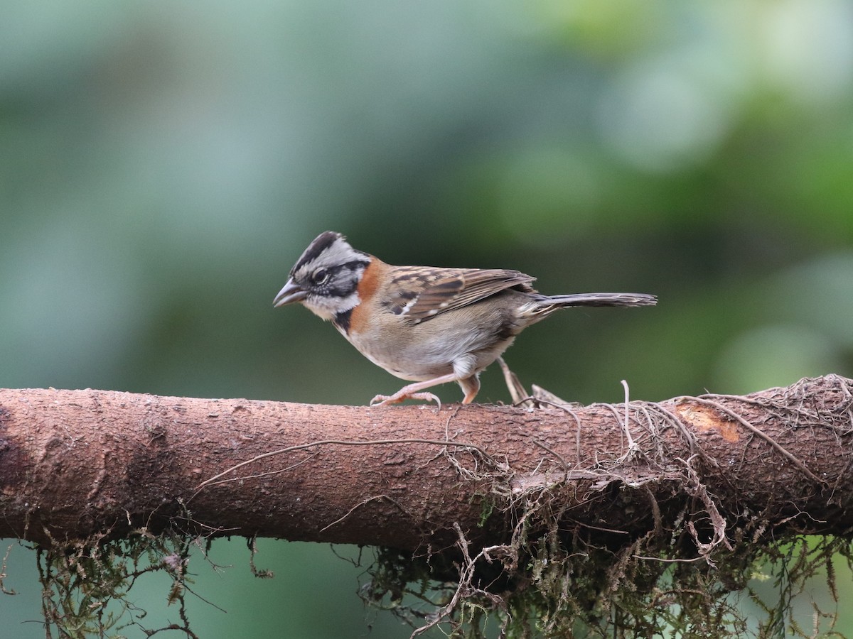 Rufous-collared Sparrow (Rufous-collared) - ML620811455