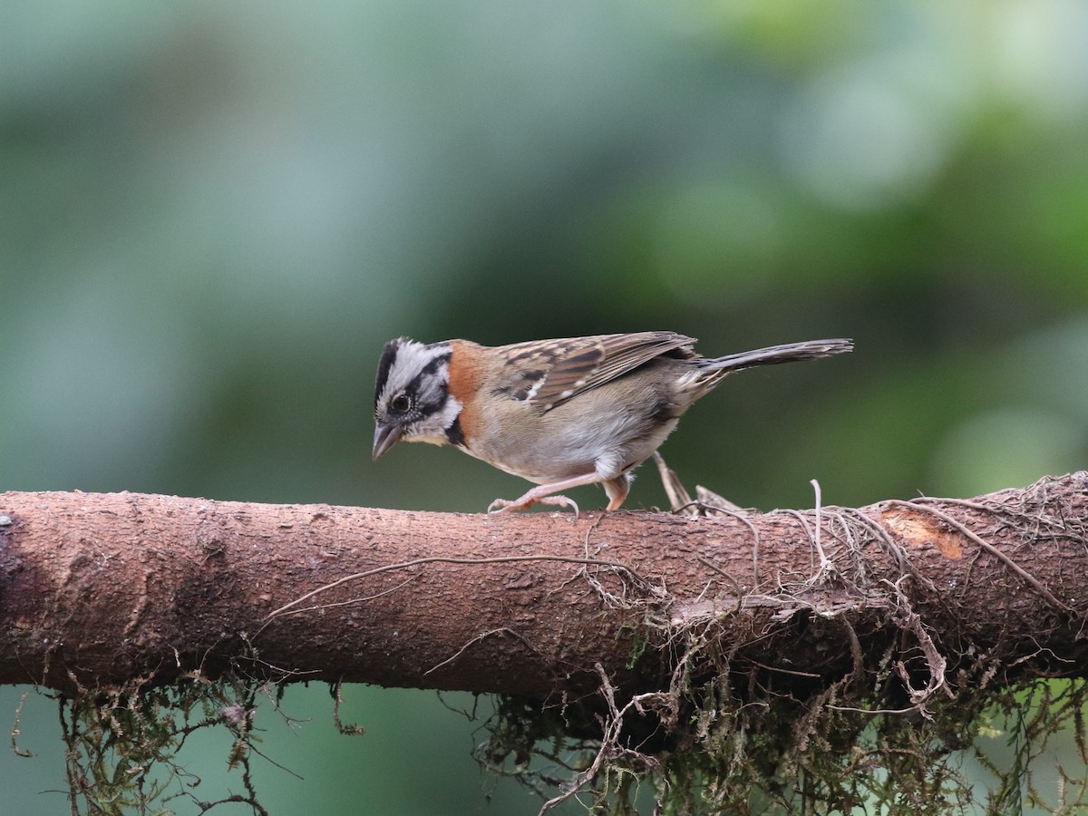 Rufous-collared Sparrow (Rufous-collared) - ML620811457