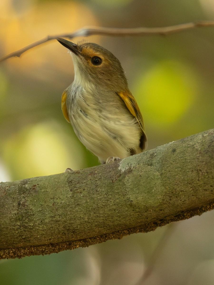 Rusty-fronted Tody-Flycatcher - ML620811458