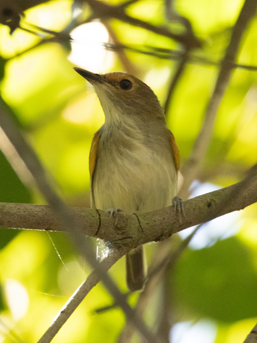 Rusty-fronted Tody-Flycatcher - ML620811459