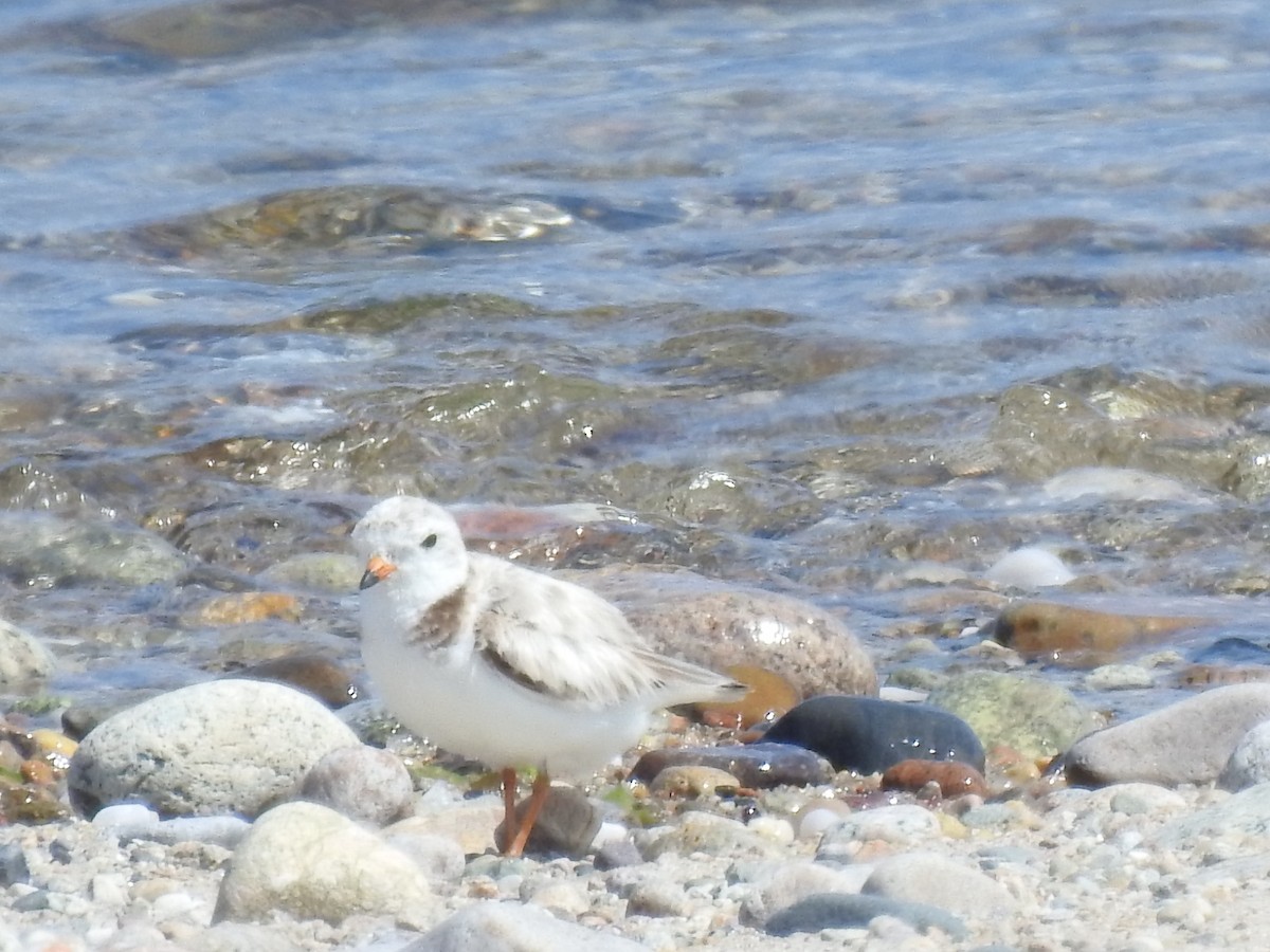 Piping Plover - ML620811460