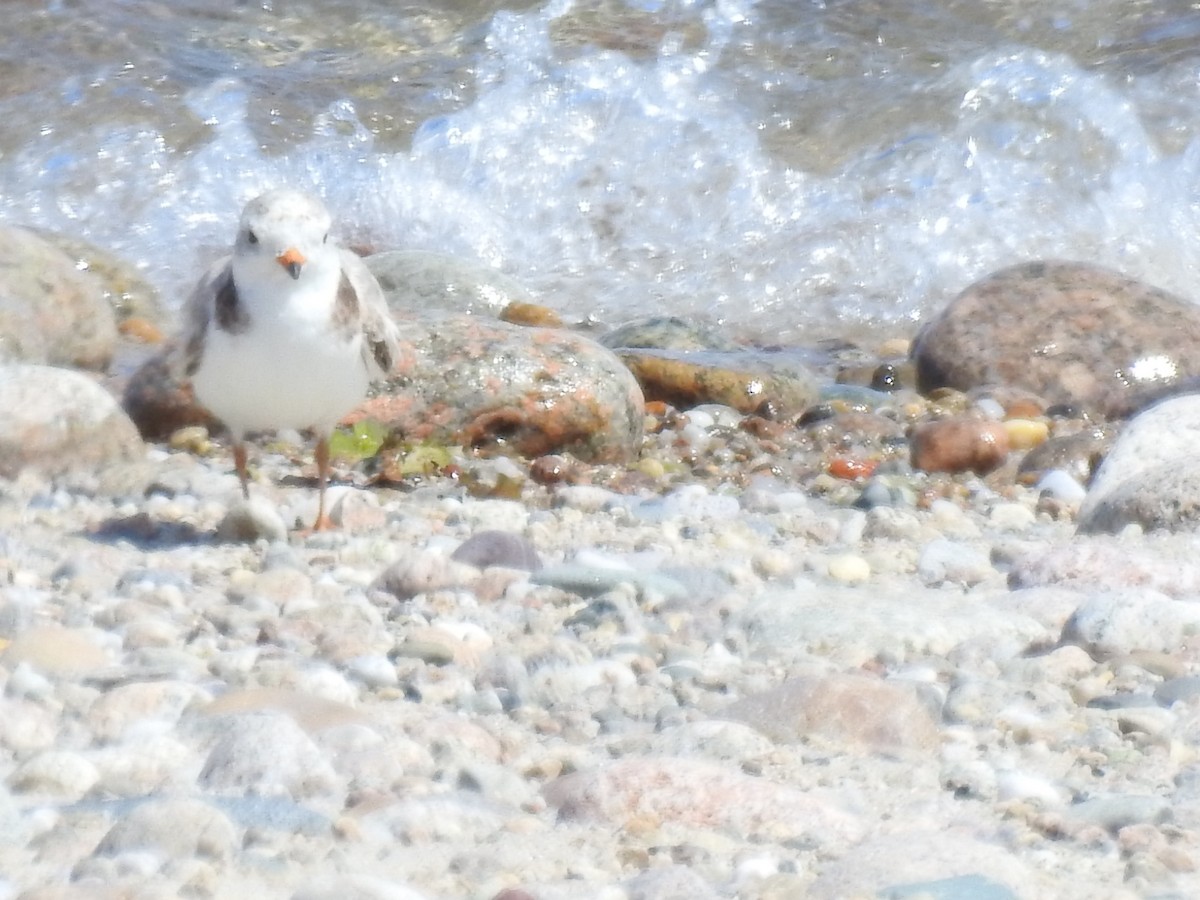 Piping Plover - ML620811461