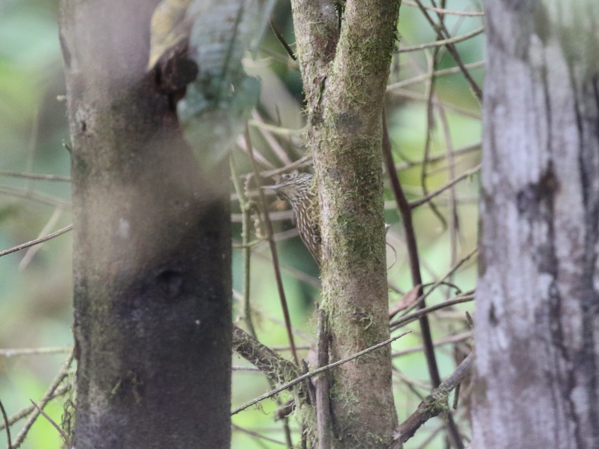 Montane Woodcreeper - Menachem Goldstein