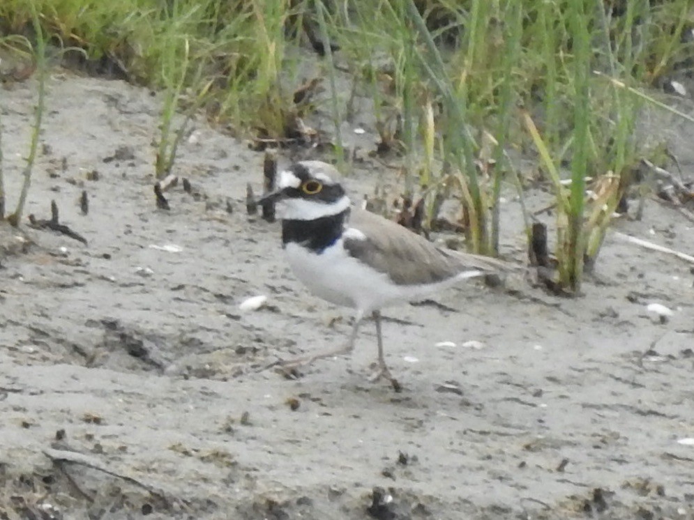 Little Ringed Plover - ML620811469