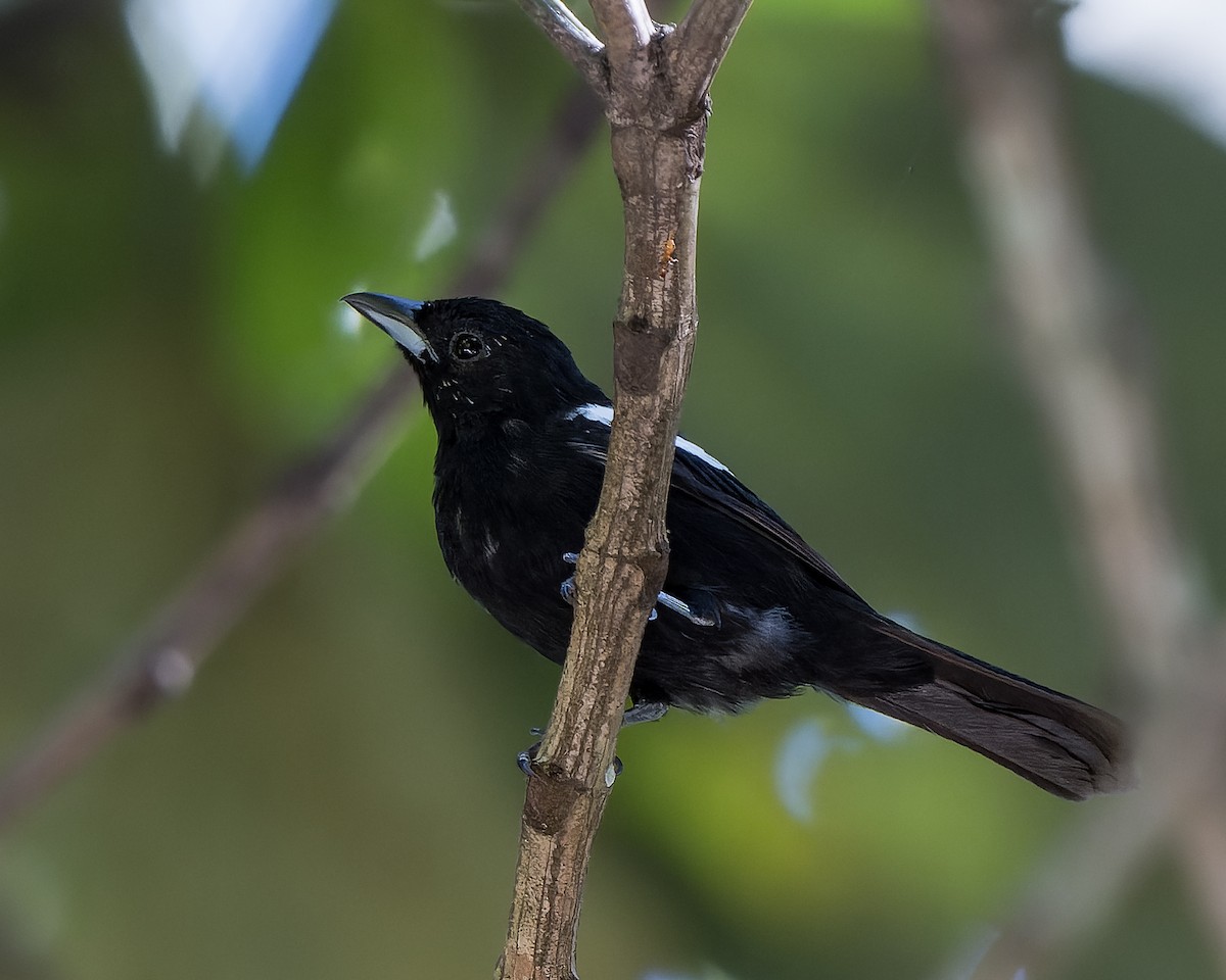 White-shouldered Tanager - ML620811470