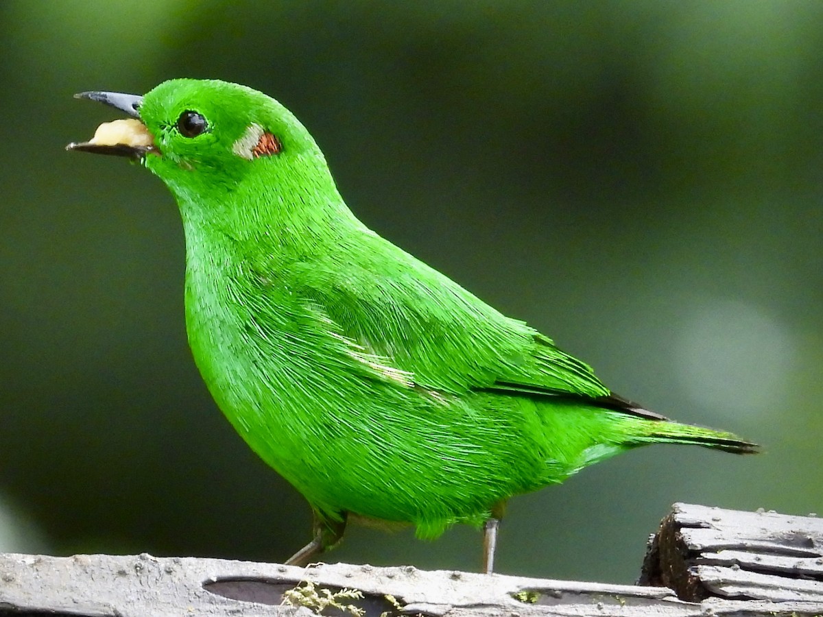 Glistening-green Tanager - ML620811472