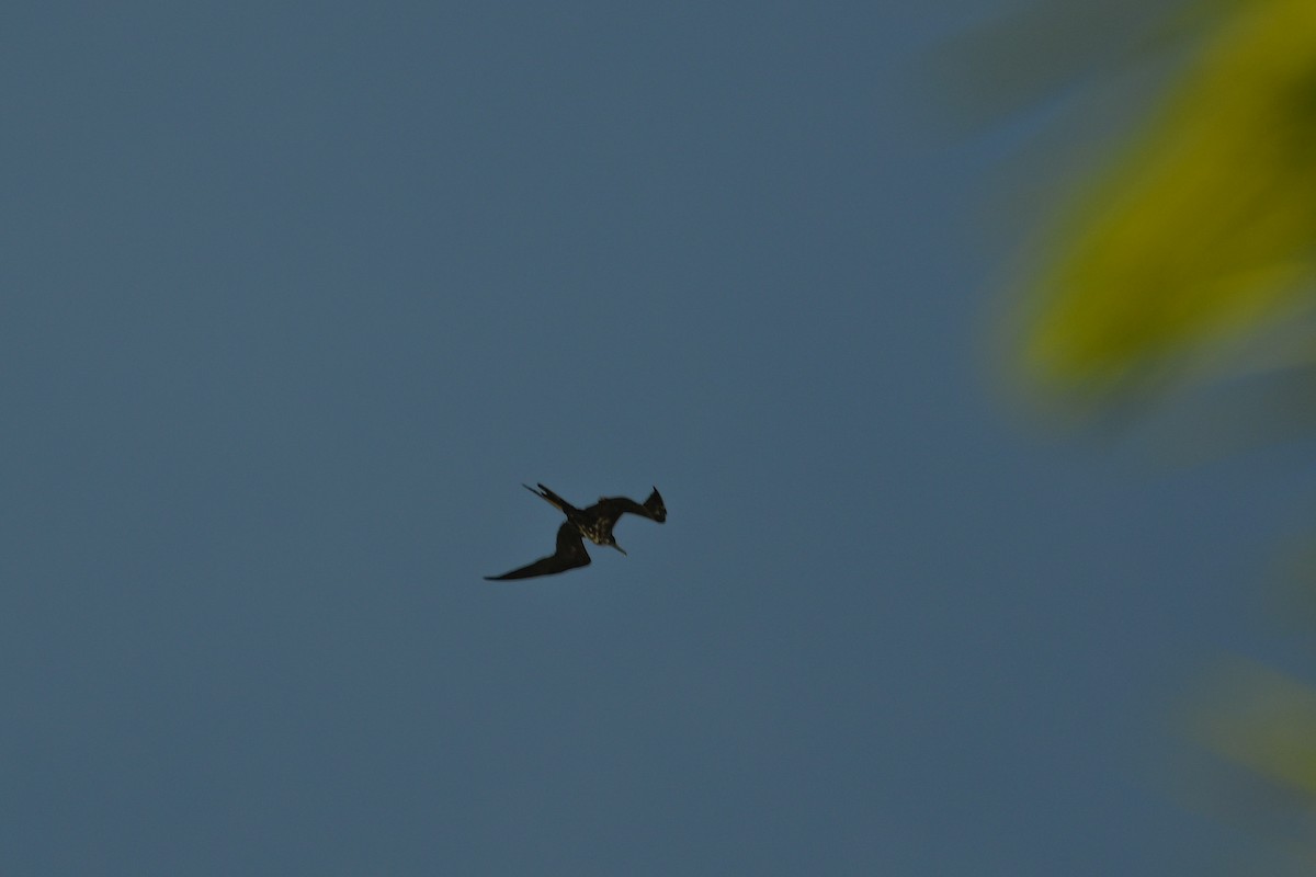 Magnificent Frigatebird - Jessica Coss