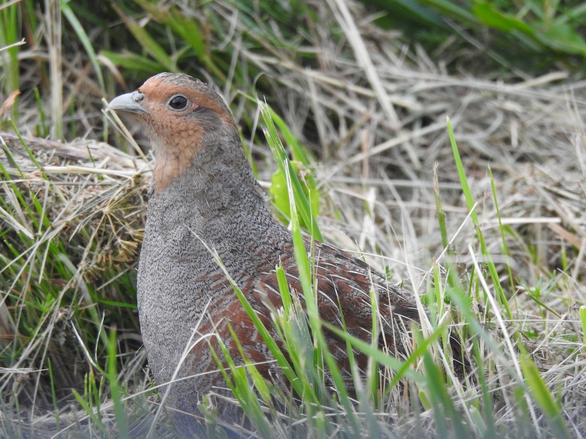 Gray Partridge - ML620811477