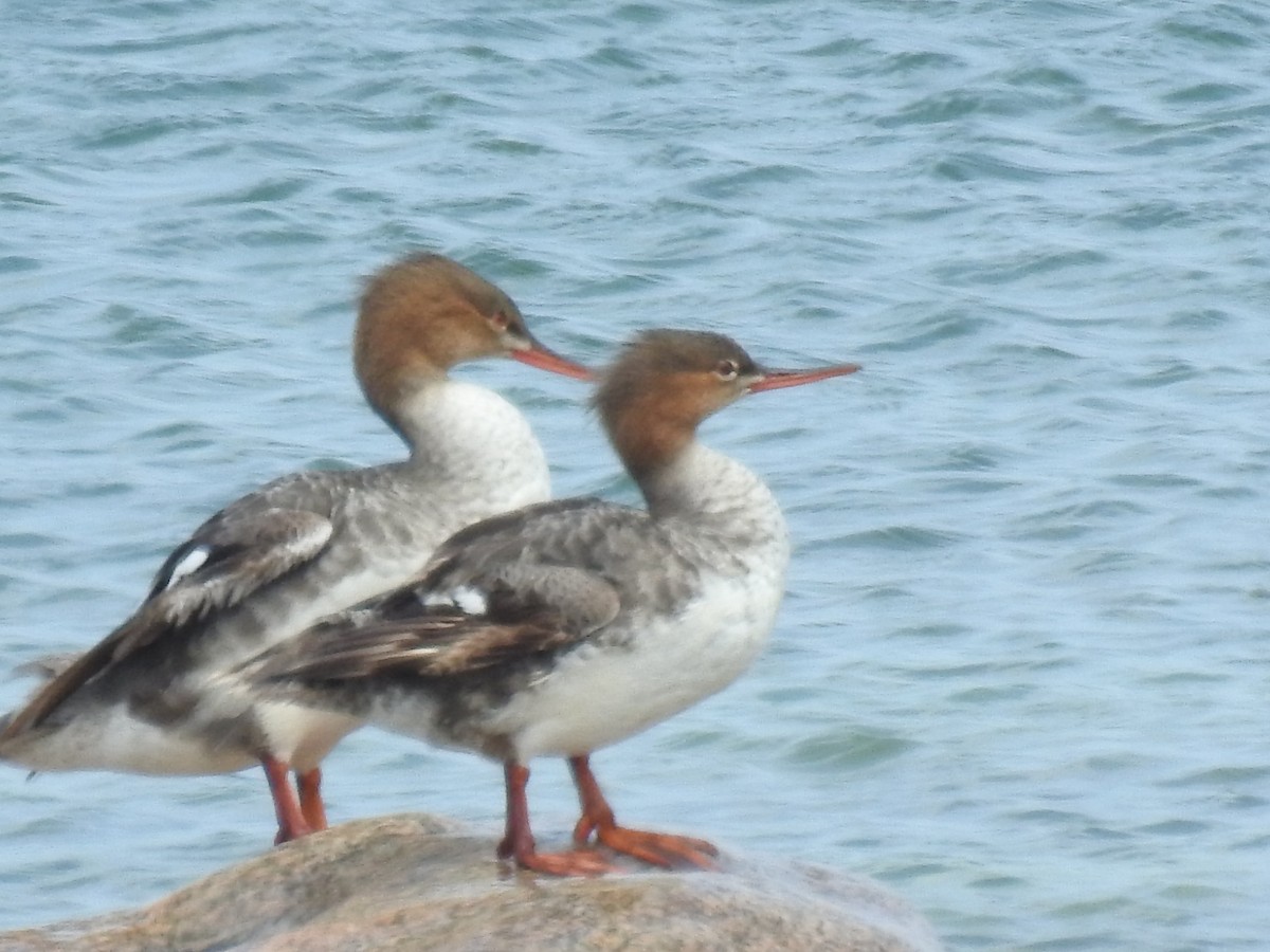 Red-breasted Merganser - ML620811478