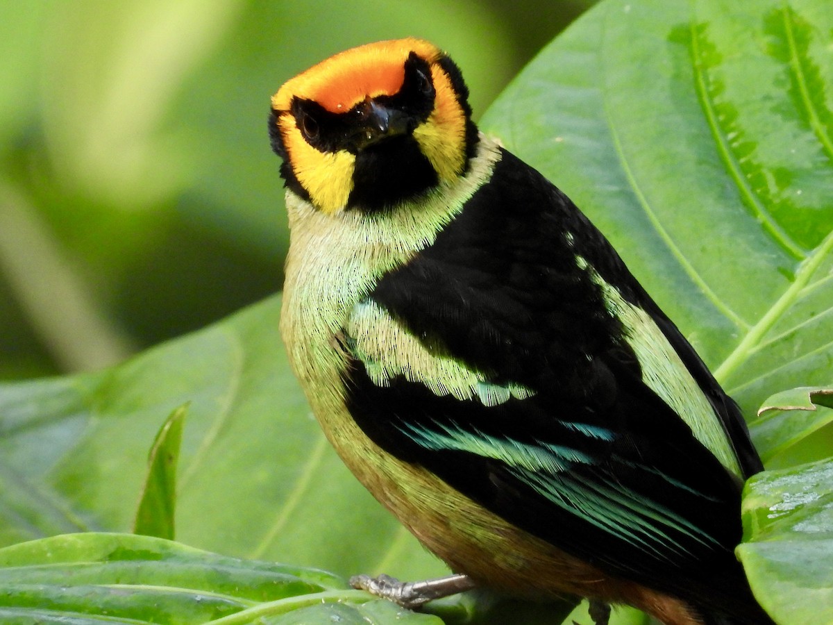 Flame-faced Tanager (Yellow-faced) - ML620811487