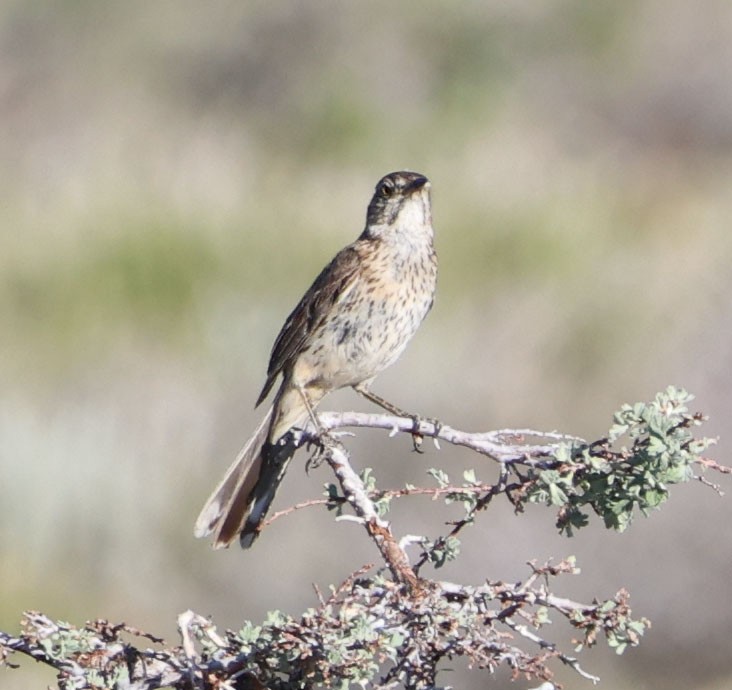 Sage Thrasher - ML620811493