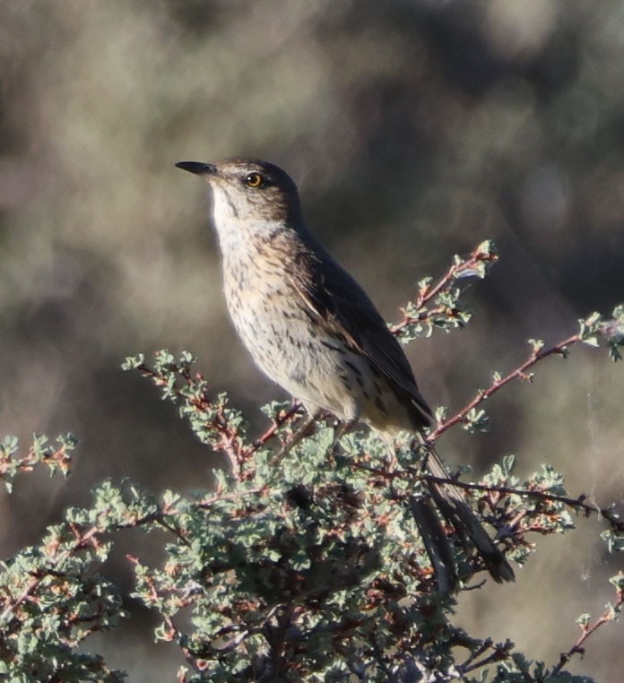 Sage Thrasher - ML620811494