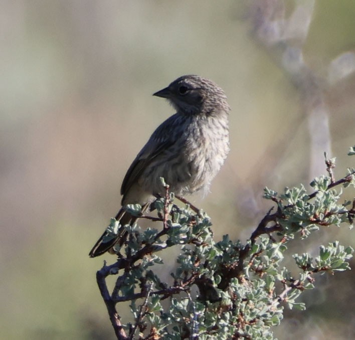 Brewer's Sparrow - ML620811498