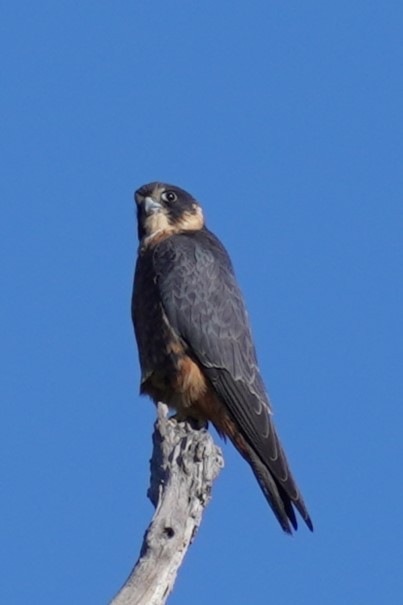 Australian Hobby - ML620811501