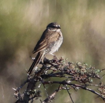 Sagebrush Sparrow - ML620811504