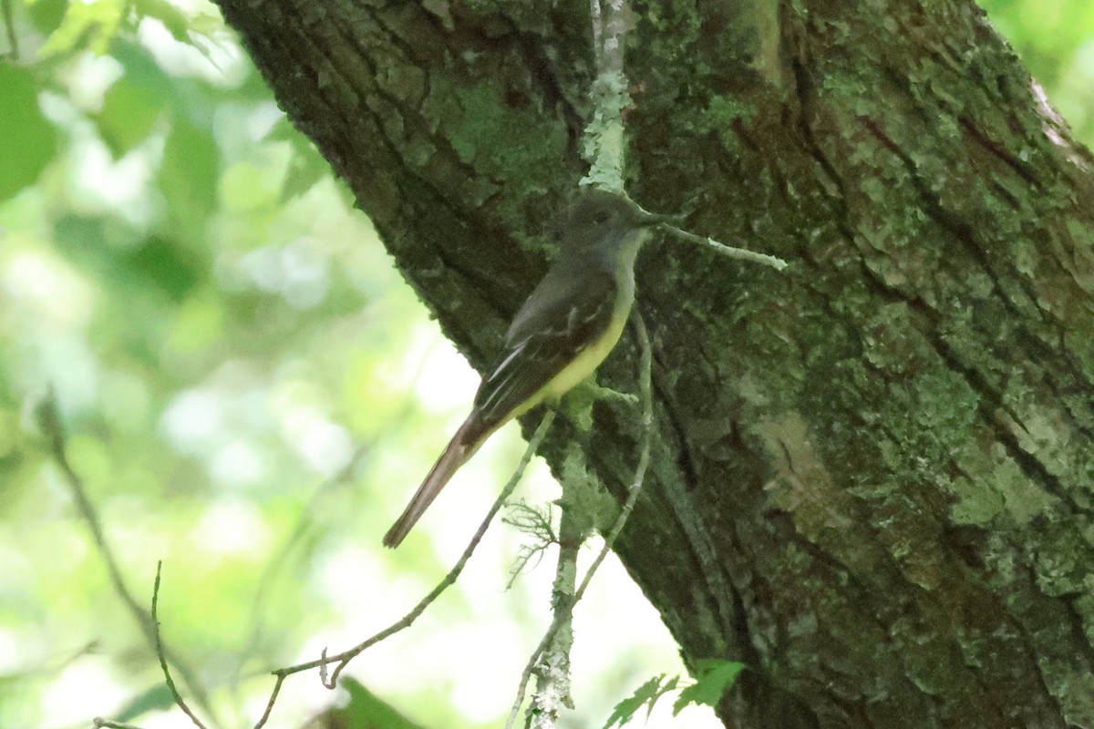 Great Crested Flycatcher - ML620811511