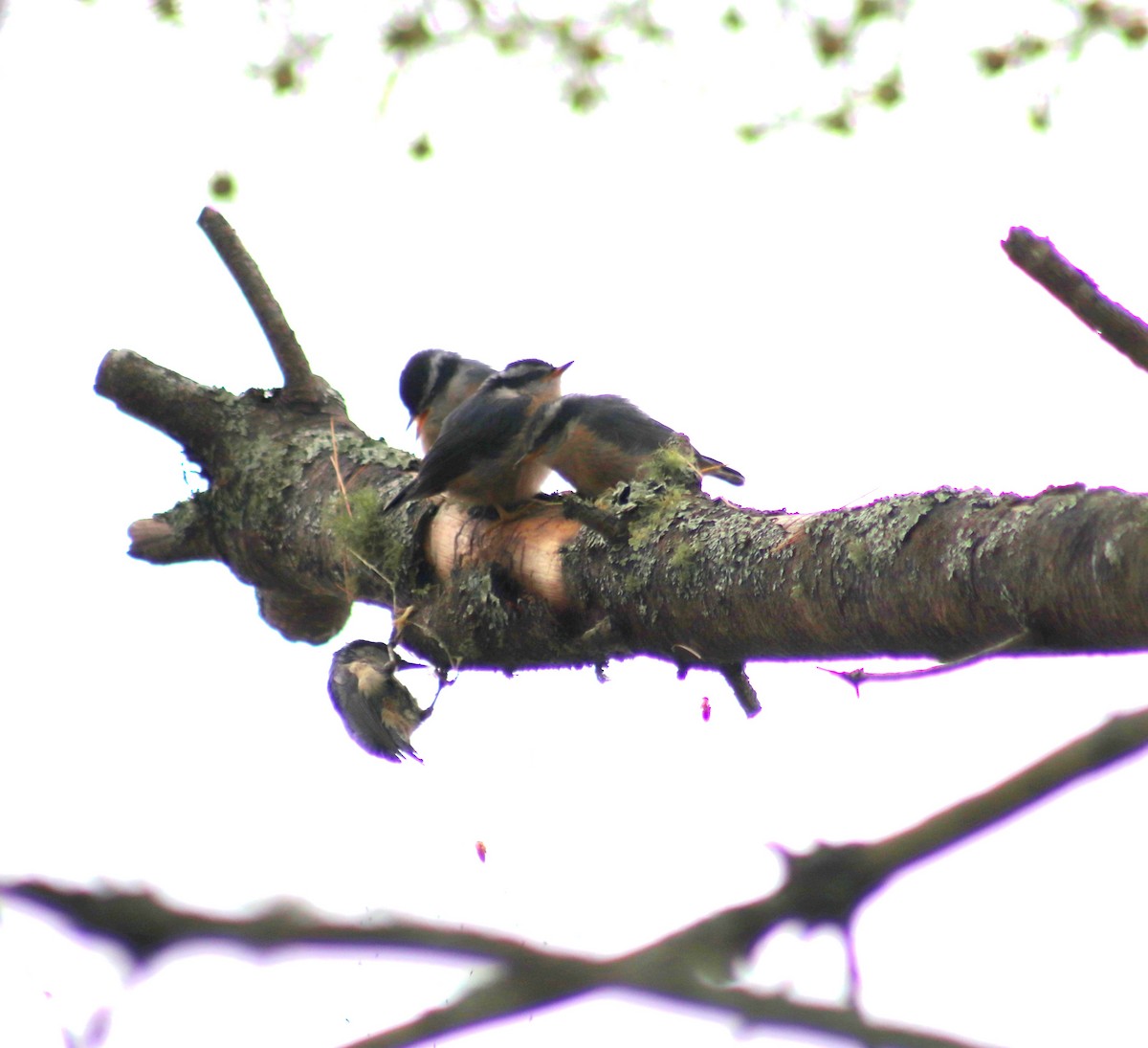 Red-breasted Nuthatch - ML620811521