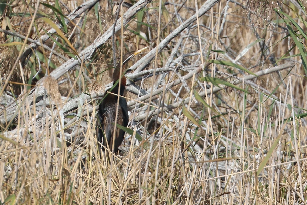 anhinga australská - ML620811526