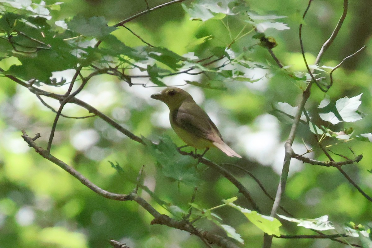 Scarlet Tanager - ML620811528