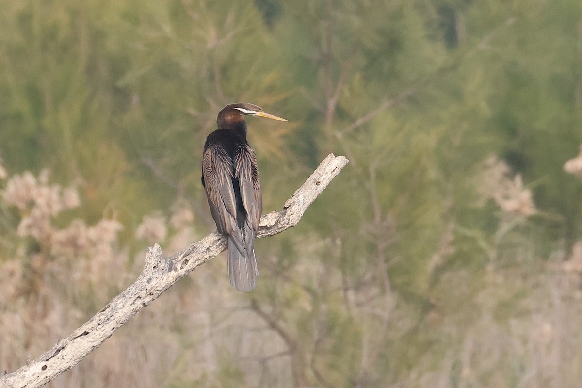 Australasian Darter - ML620811529