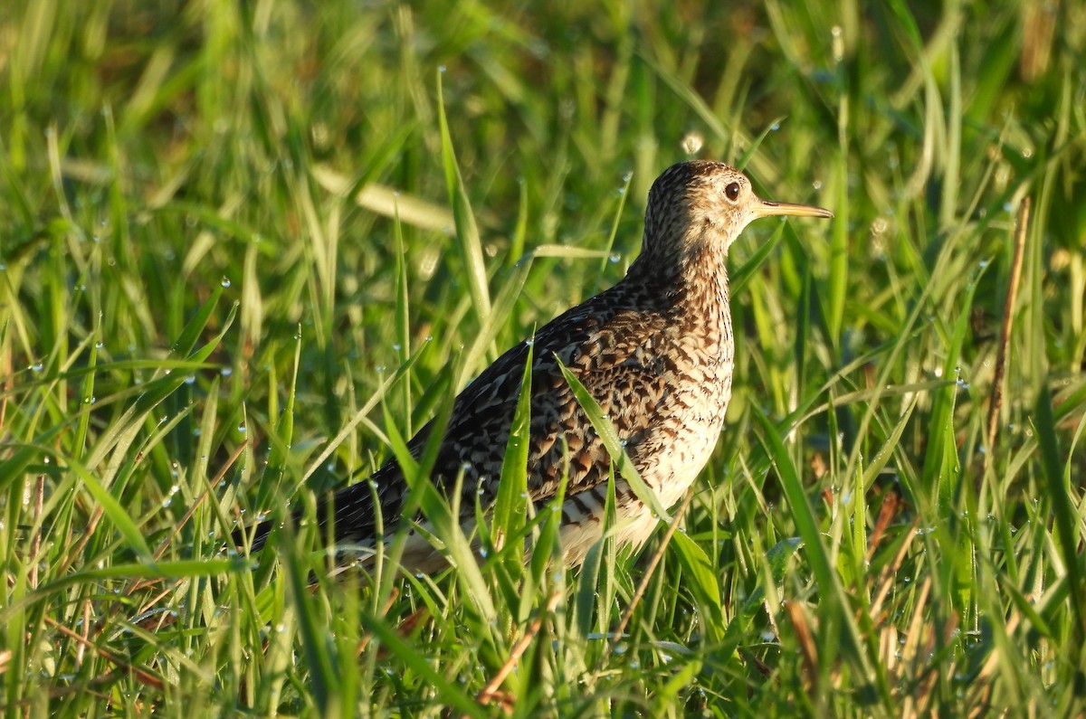 Upland Sandpiper - ML620811530