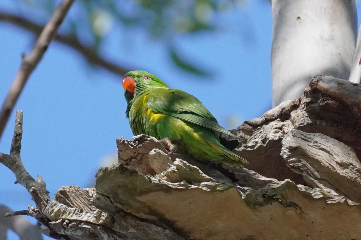 Scaly-breasted Lorikeet - ML620811532