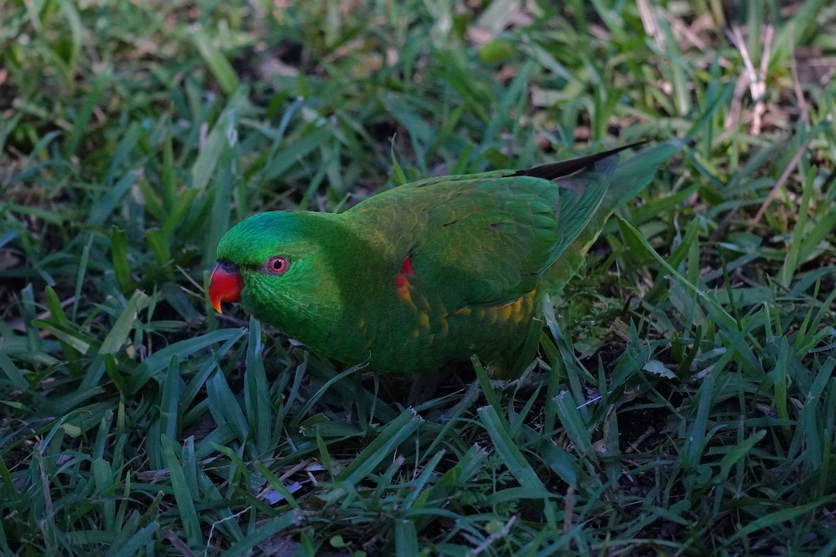 Scaly-breasted Lorikeet - ML620811533