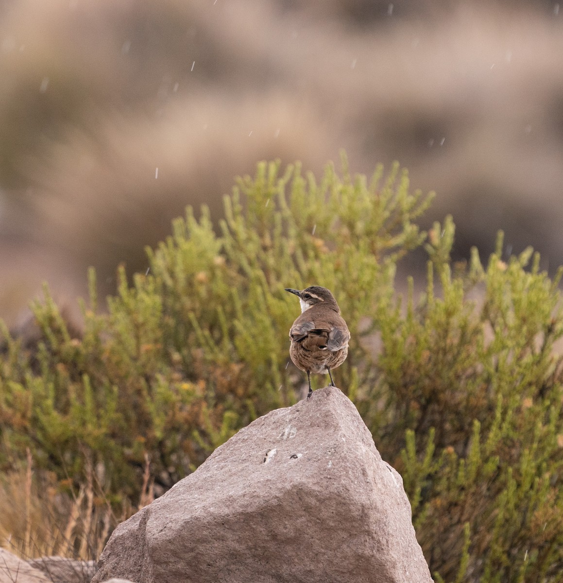 White-winged Cinclodes - ML620811536