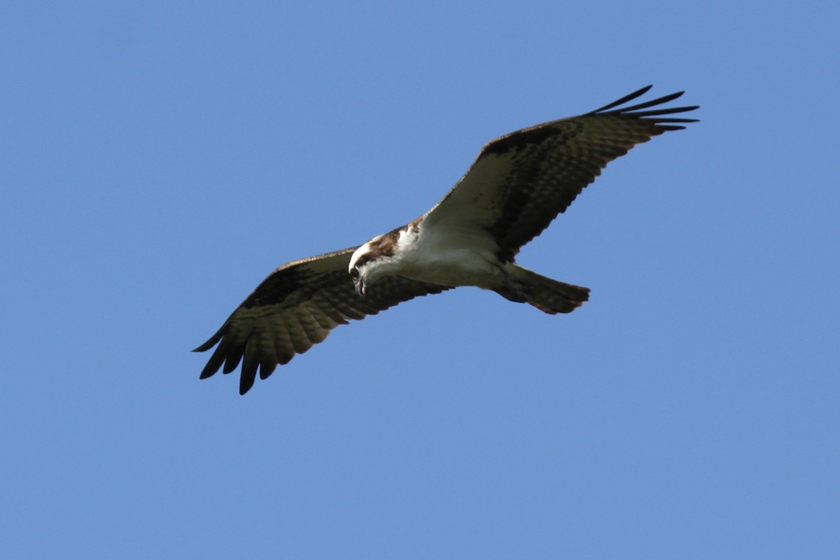 Balbuzard pêcheur - ML620811541