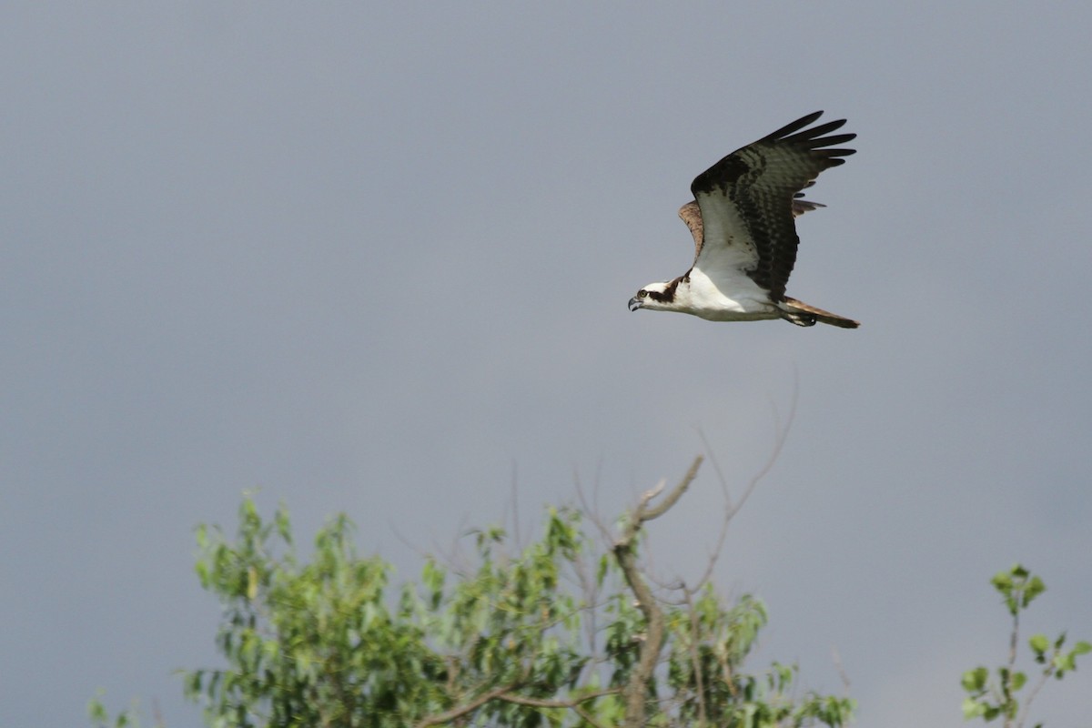 Águila Pescadora - ML620811543