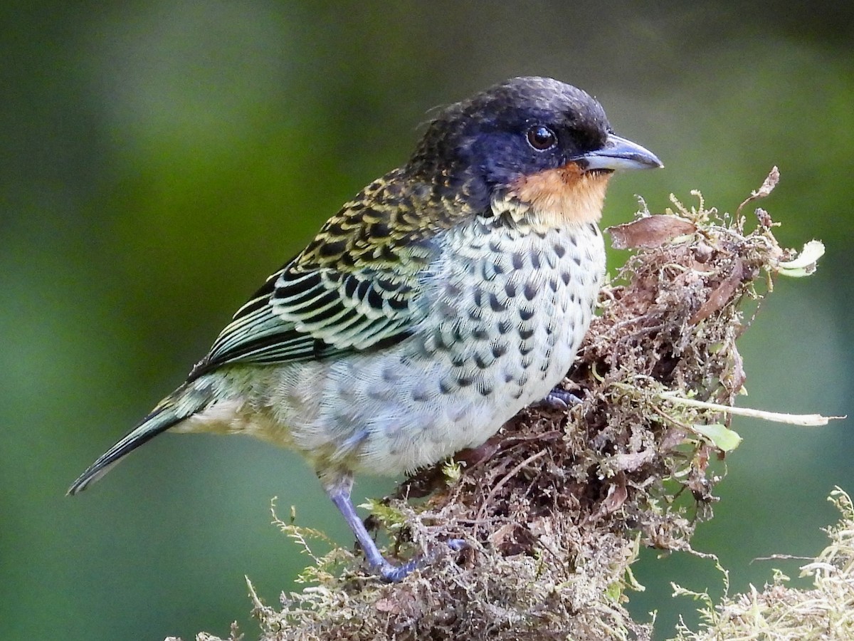 Rufous-throated Tanager - ML620811545