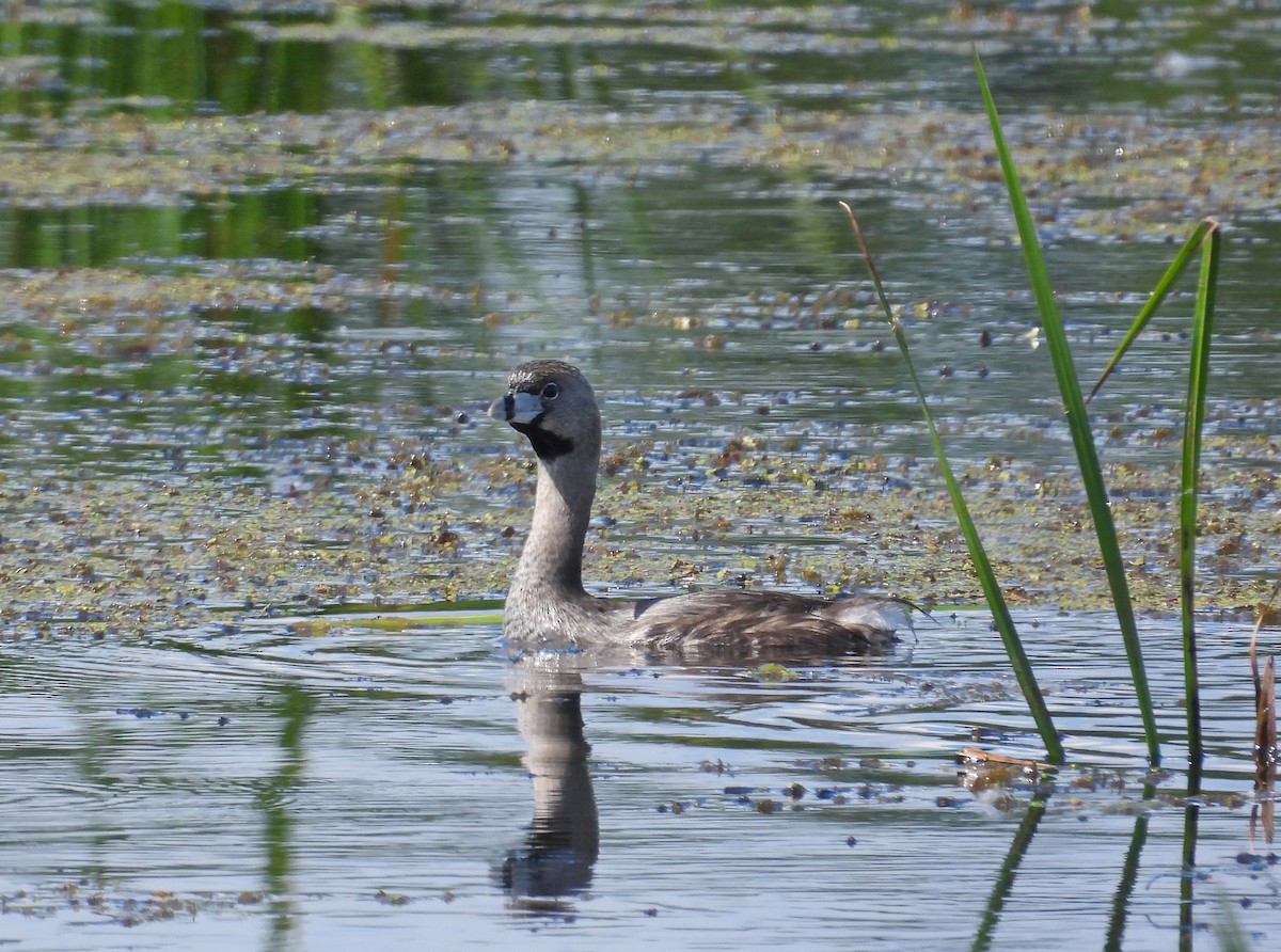 Pied-billed Grebe - ML620811568