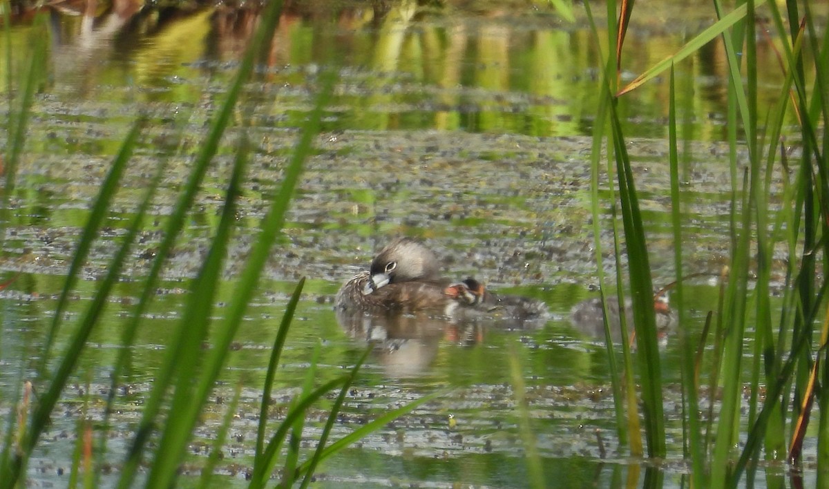 Pied-billed Grebe - ML620811569