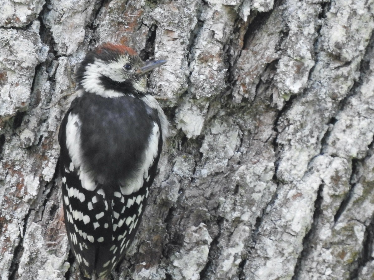 Middle Spotted Woodpecker - ML620811574