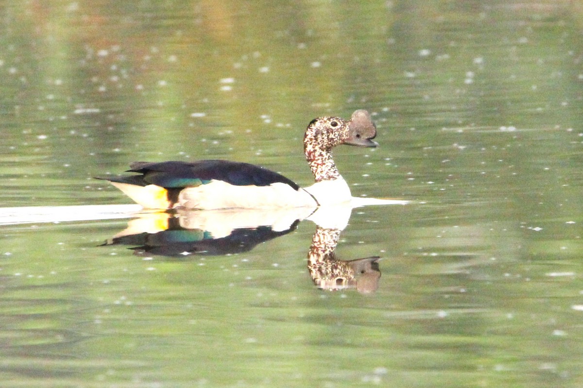 Knob-billed Duck - ML620811576