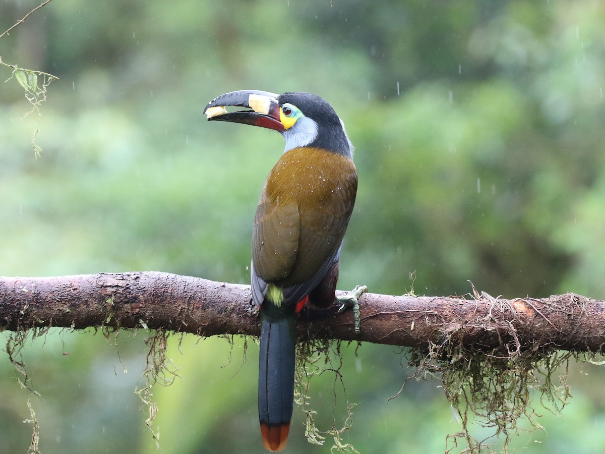 Plate-billed Mountain-Toucan - Menachem Goldstein