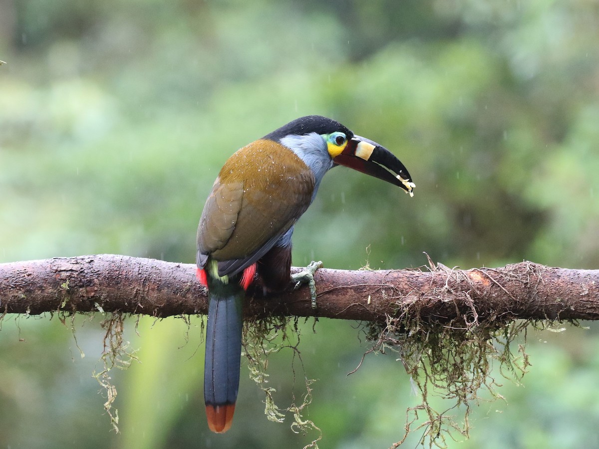 Plate-billed Mountain-Toucan - ML620811578