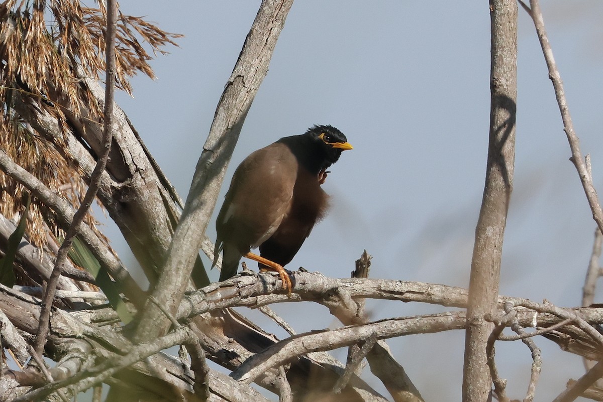 Common Myna - ML620811584