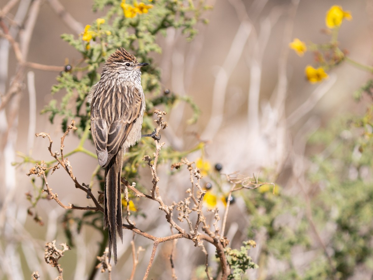 Streaked Tit-Spinetail - ML620811588